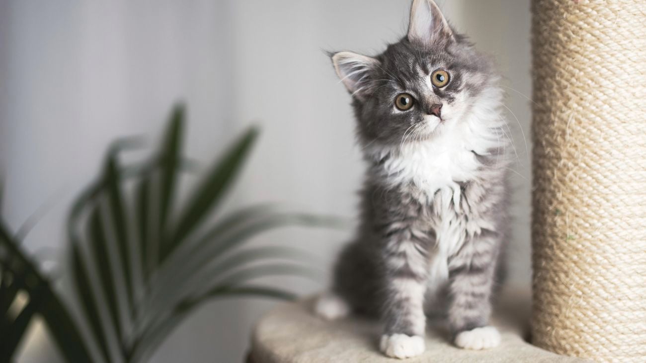 Cat sitting on scratching post looking at camera with tilted head.