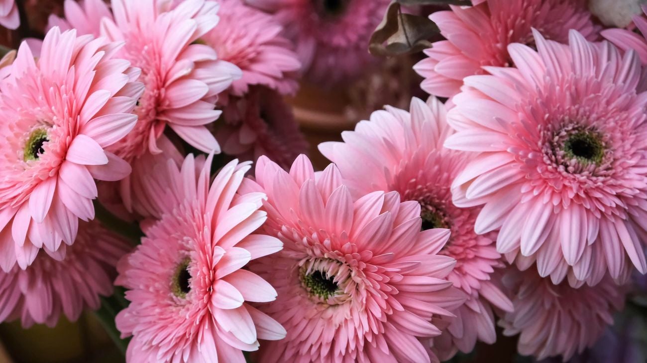 close up of pink gerbera flowers