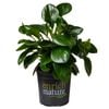 120mm Peperomia Jade - Peperomia