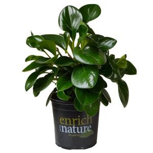 120mm Peperomia Jade - Peperomia