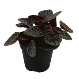 120mm Peperomia Chocolate PBR