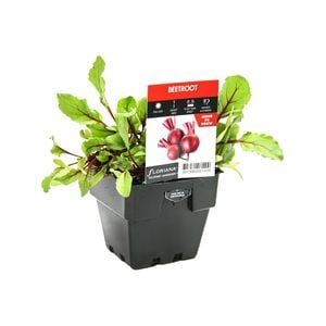 100mm Beetroot - Beta vulgaris