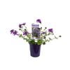 140mm Verbena Homestead Purple - Verbena canadensis