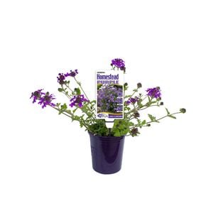 140mm Verbena Homestead Purple - Verbena canadensis