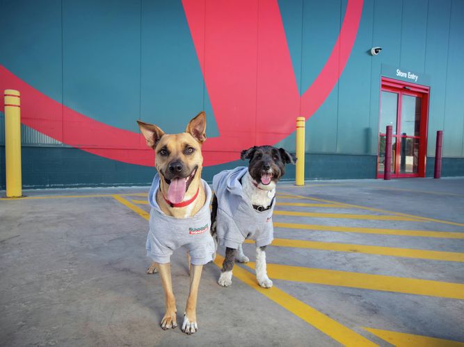 Two dogs wearing grey hoodies standing on a painted walkway outside a store entrance
