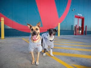 Two dogs wearing grey hoodies standing on a painted walkway outside a store entrance