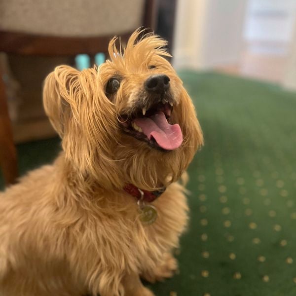 A small, long-haired dog sitting on green carpet, looking upward with an open mouth and tongue out. The background shows furniture and part of a bright room.