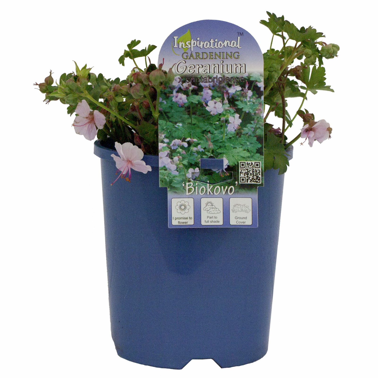 140mm Geranium Biokovo - Geranium cantabrigiense