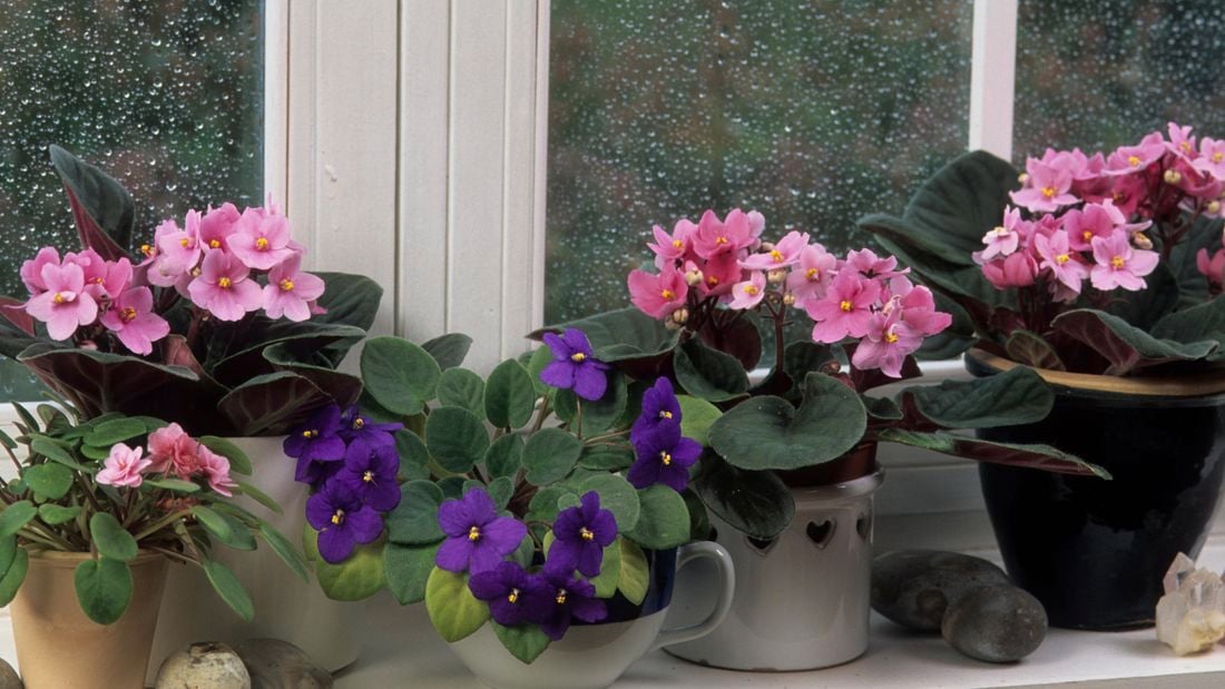 Pink and purple African violets in pots on the window sill