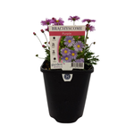 150mm Brachyscome Purple - Brachyscome augustifolia