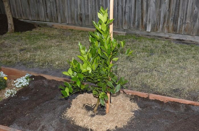 A young tree tied to a stake in a large garden bed