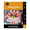 Bloomin Bulbs Hippeastrum Clown - 1 Pack