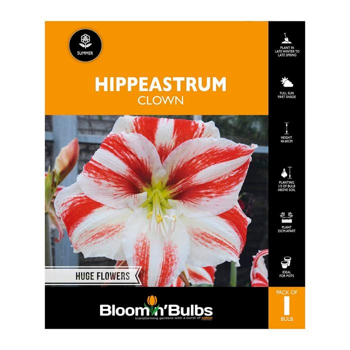 Bloomin Bulbs Hippeastrum Clown - 1 Pack