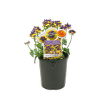 1.5L Penhow Aromas Plums And Custard - Nemesia foetens