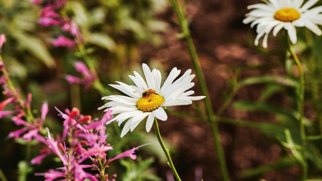 Close up shot of white and pink flowers