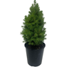 3.3L Glauca Conica - Picea glauca