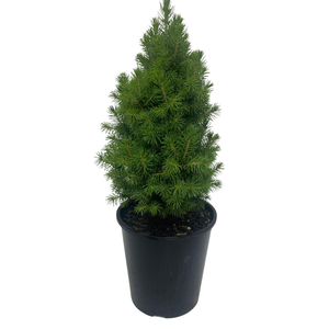 3.3L Glauca Conica - Picea glauca
