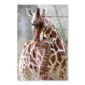 Closeup Of Cute Giraffes  Print 100% Australian Made 40 x 50cm  (Acrylic)