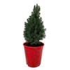 2.5L Mini Christmas Tree - Picea glauca Conica