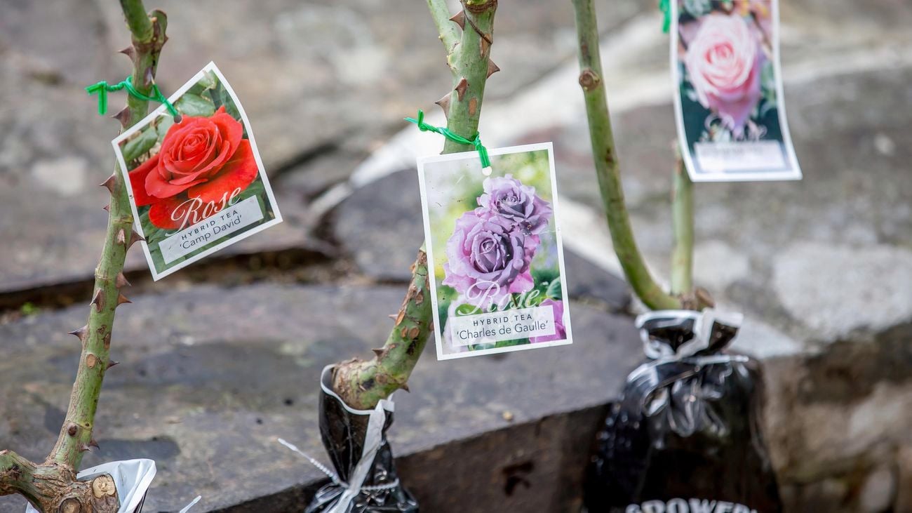 Three bagged rose plants with identification tags on them