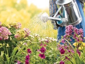 Man in yellow gloves sprinkles seeds on garden