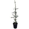 4L Blue Totara - Podocarpus matapouri Blue