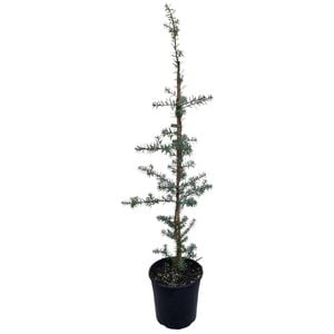 4L Blue Totara - Podocarpus matapouri Blue