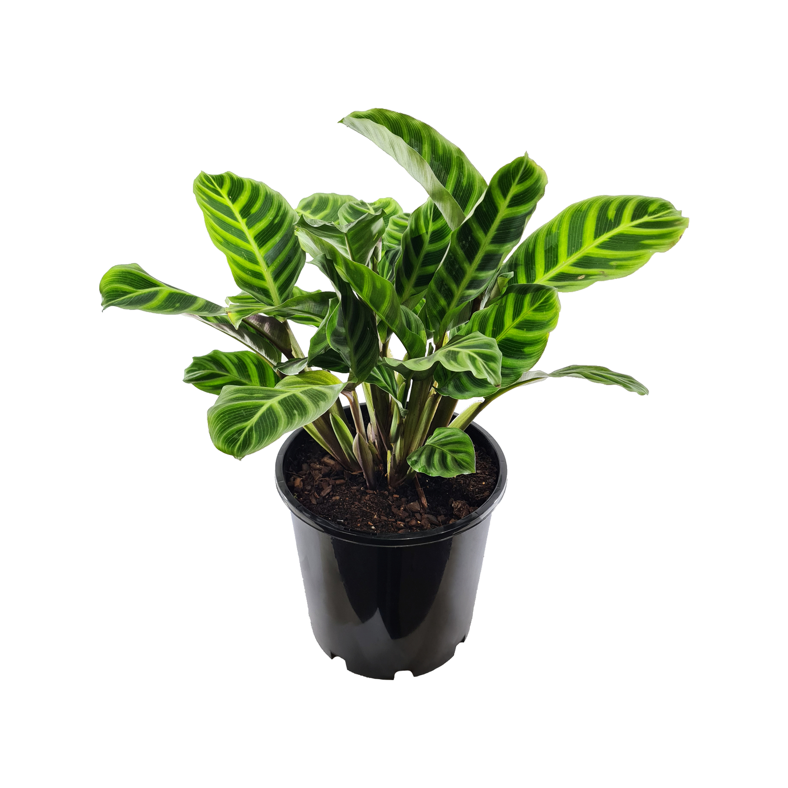 200mm Zebra Plant - Calathea zebrina
