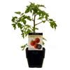 100mm Tomato Tommy Toe - Lycopersicum esculentum