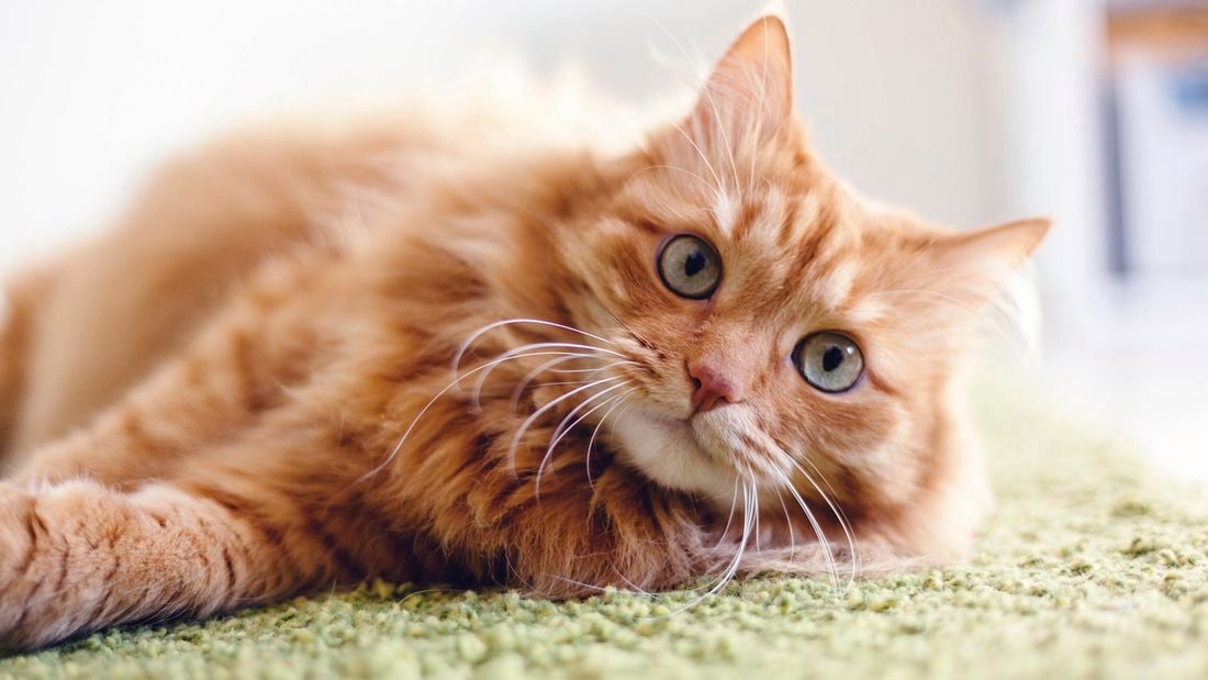 Close up of a fluffy ginger cat lying on a carpet.