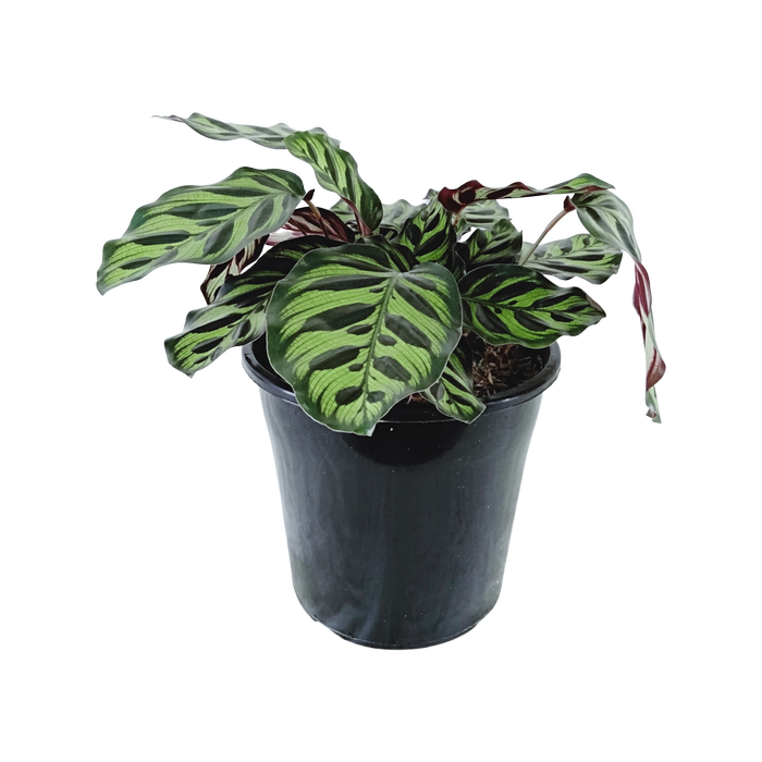 200mm Peacock Plant - Calathea makoyana