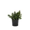 140mm Escallonia Pink Pixie - Escallonia hybrids
