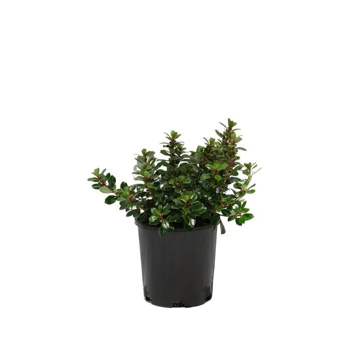 140mm Escallonia Pink Pixie - Escallonia hybrids