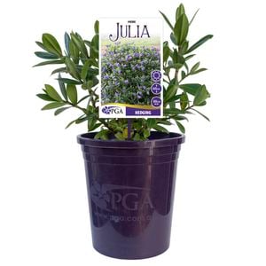 140mm Hebe Julia - Hebe