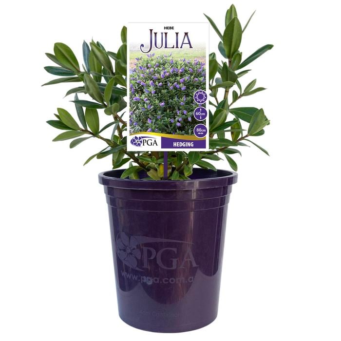 140mm Hebe Julia - Hebe