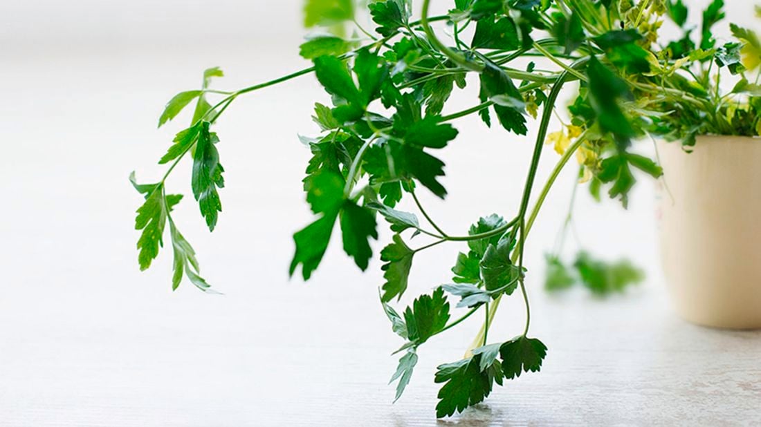 Parsley in a pot.