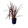 2L Flax - Phormium evening Glow