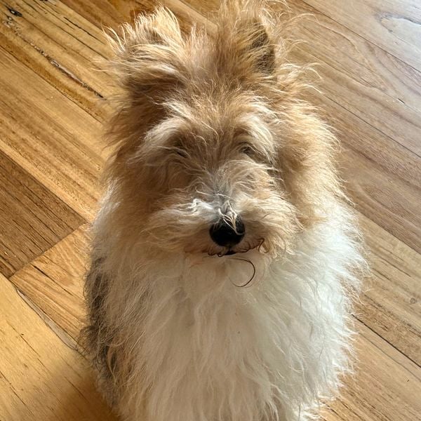 Small fluffy dog with tan and white fur lying on a wooden floor, looking up at the camera.