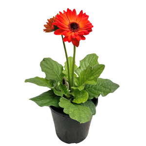 140mm Joybera Orange - Gerbera hybrid