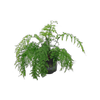150mm Hen And Chickens Fern - Asplenium bulbiferum