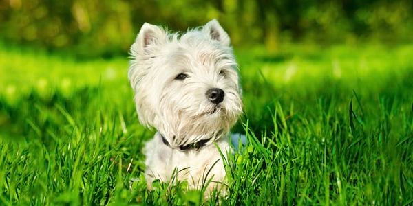White dog sitting in grass.