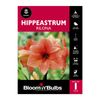 Bloomin Bulbs Hippeastrum Rilona - 1 Pack