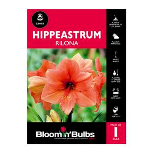 Bloomin Bulbs Hippeastrum Rilona - 1 Pack