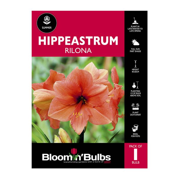 Bloomin Bulbs Hippeastrum Rilona - 1 Pack