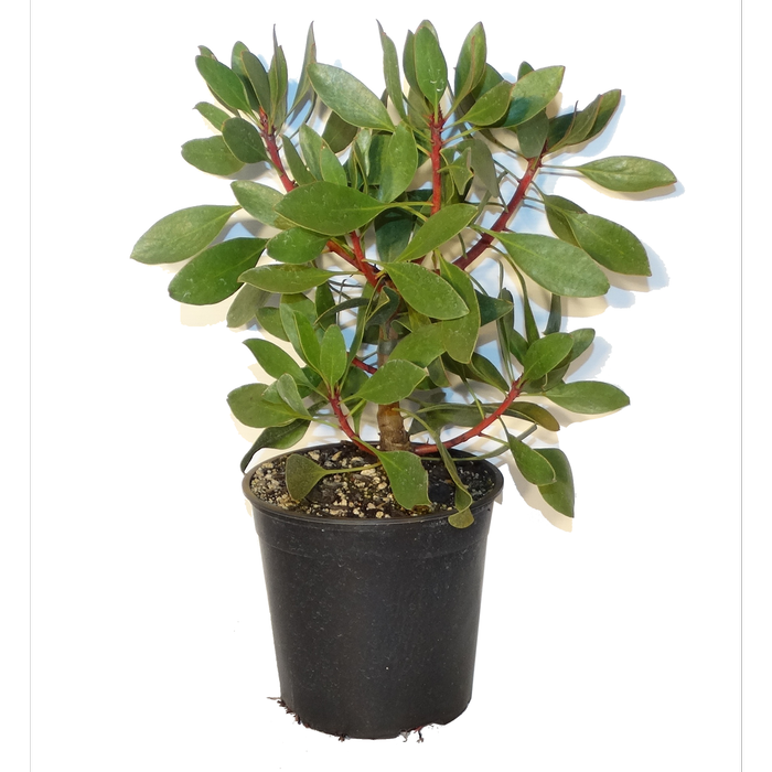 250mm King Protea - Protea cynaroides