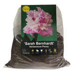 Yarra Valley Bulbs Peony Sarah Bernhardt - 1 Pack