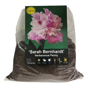 Yarra Valley Bulbs Peony Sarah Bernhardt - 1 Pack