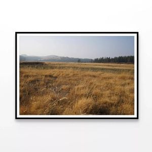 Grass with Trees in autumn   Print 100% Australian Made 90x60cm  (Poster)
