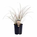 140mm Carex Sedge - Carex testacea