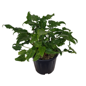 10L Xanadu - Philodendron Xanadu